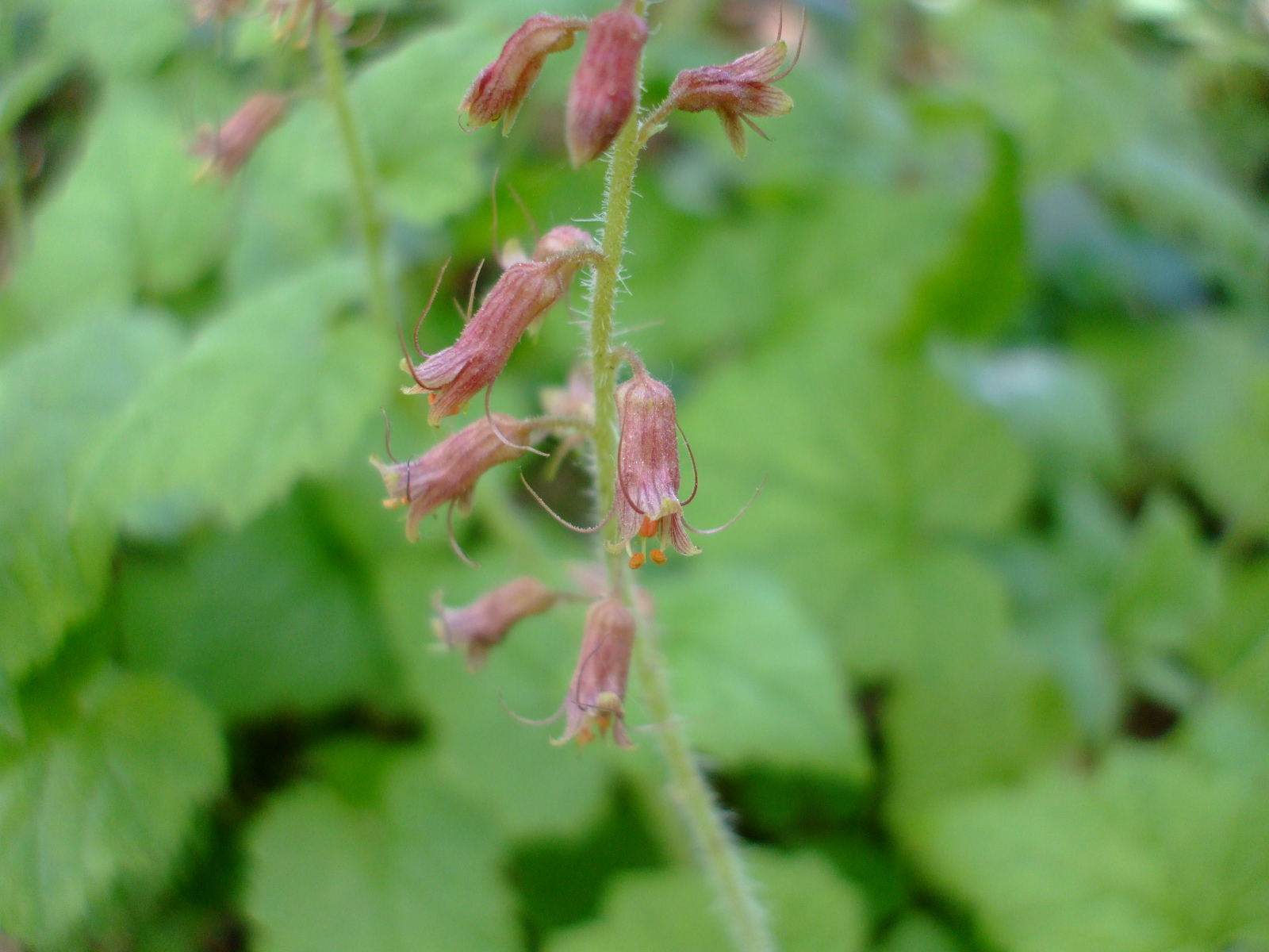 Tolmiea menziesii